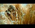 PDVD_194