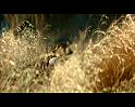 PDVD_203