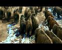 PDVD_241