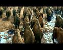 PDVD_242