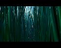 PDVD_647