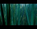 PDVD_780