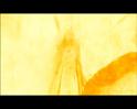 PDVD_1393