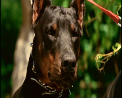 PDVD_317.jpg