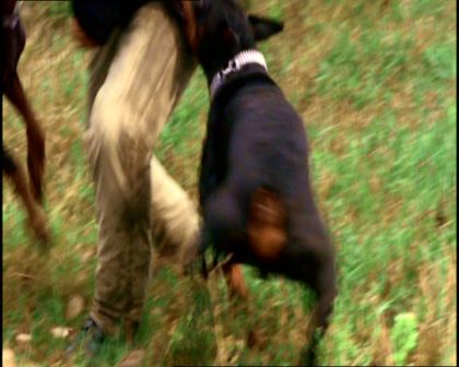 PDVD_335.jpg
