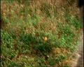 PDVD_334