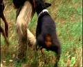 PDVD_335