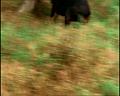 PDVD_336