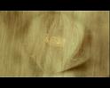 PDVD_1699