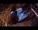 PDVD_336
