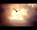 PDVD_445