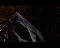 PDVD_648