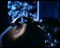 PDVD_1241