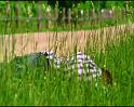 PDVD_1188