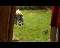 PDVD_254
