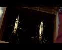 PDVD_834