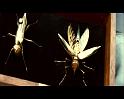 PDVD_837