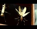 PDVD_838