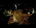 PDVD_1690
