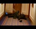 PDVD_441