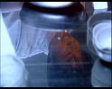 PDVD_684