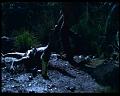 PDVD_807