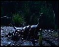 PDVD_811