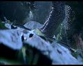 PDVD_613