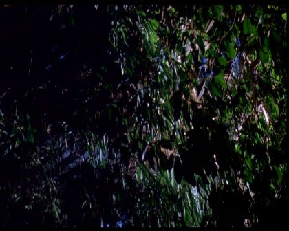 PDVD_008.jpg
