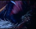 PDVD_1239