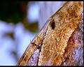 PDVD_408