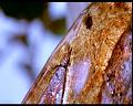 PDVD_409
