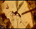 PDVD_417
