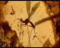 PDVD_418
