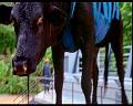 PDVD_547