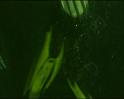 PDVD_413
