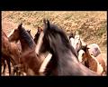 PDVD_1787