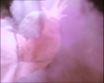 PDVD_024.jpg