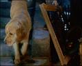 PDVD_218
