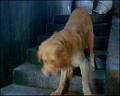 PDVD_219