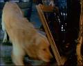 PDVD_220