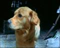 PDVD_252