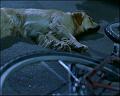 PDVD_265