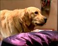 PDVD_452