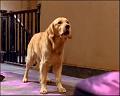 PDVD_461