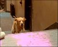 PDVD_541