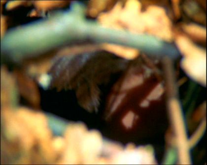 PDVD_1433.jpg