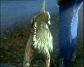 PDVD_970