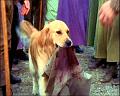 PDVD_1336