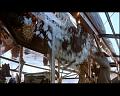 PDVD_968